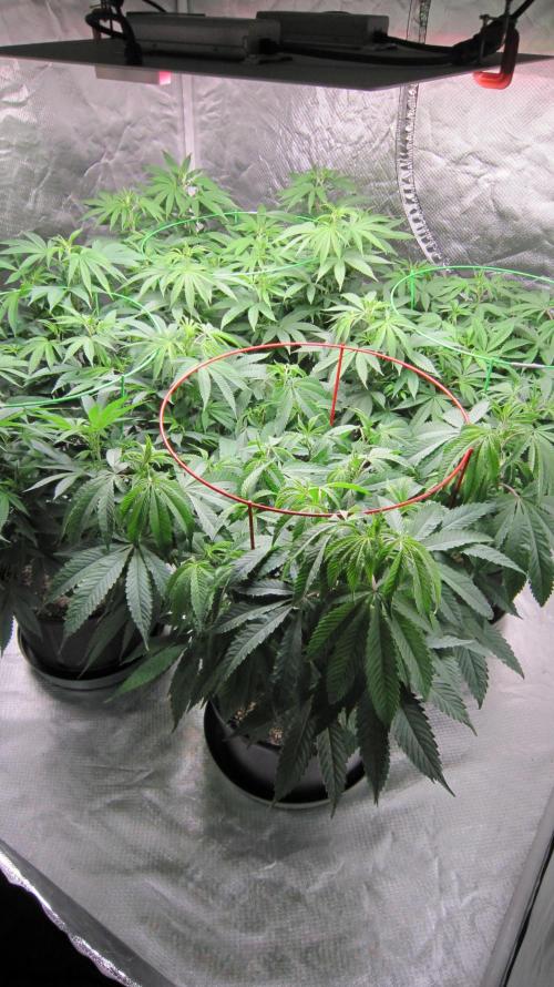 💪🔥⚡ Hulk OG - by IZI. Week 12 - In this tent... Hulk OG is in front and 3 Lemon Mandarin plants by Fast Buds.