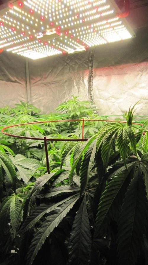 💪🔥⚡ Hulk OG - by IZI. Week 12 - Spider farmer Light SF-4000.