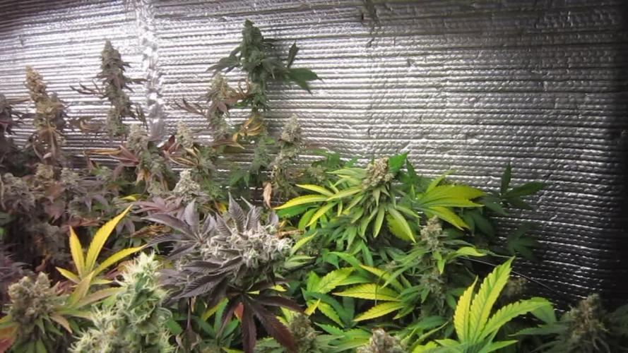 Best Clones... Showing off my...