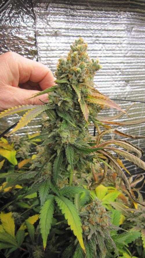 Best Clones... Showing off my.... Week 13 - Critical OG