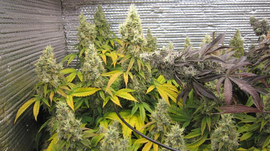 Best Clones... Showing off my.... Week 13 - Blackberry Moonrocks - Bb Mr