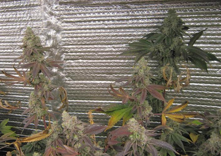 Best Clones... Showing off my.... Week 13 - Dos Si Dos 33