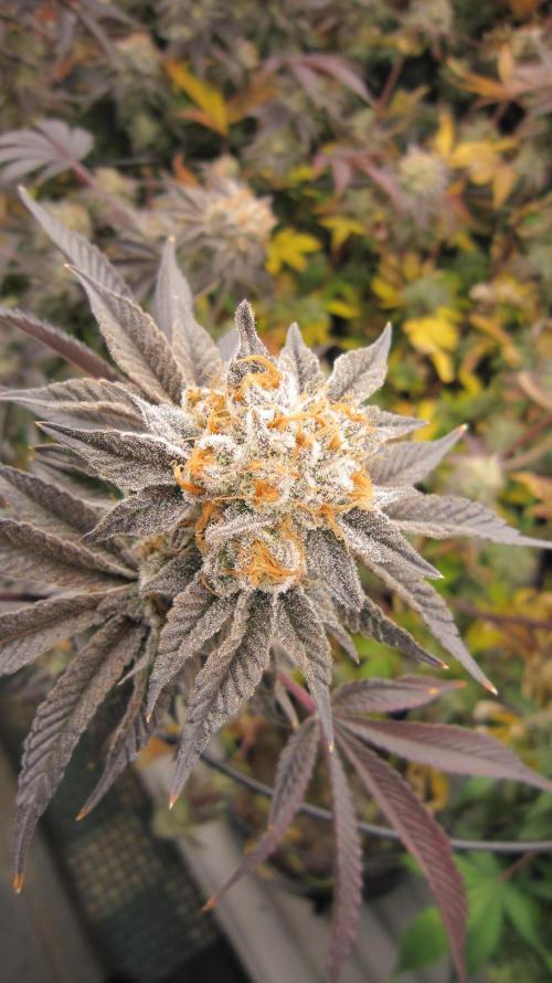 Best Clones... Showing off my.... Week 13 - Pink Kush