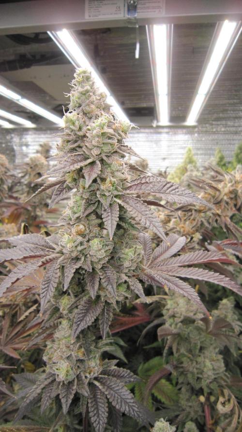 Best Clones... Showing off my.... Week 13 - Dos Si Dos 33