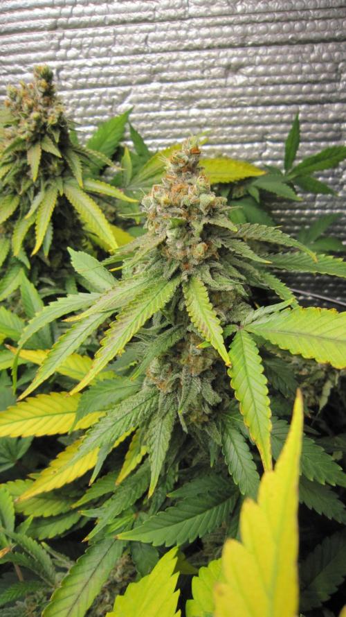 Best Clones... Showing off my.... Week 13 - Critical OG