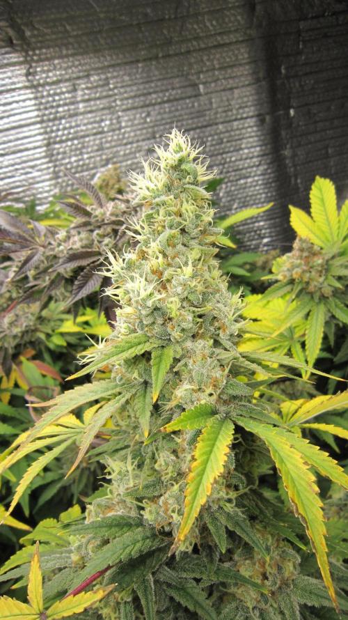 Best Clones... Showing off my.... Week 13 - BB Mr.