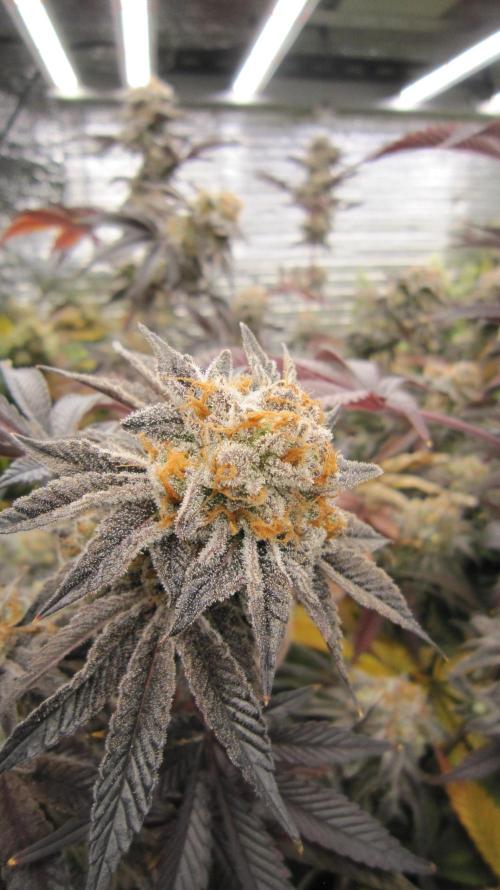 Best Clones... Showing off my.... Week 13 - Pink Kush