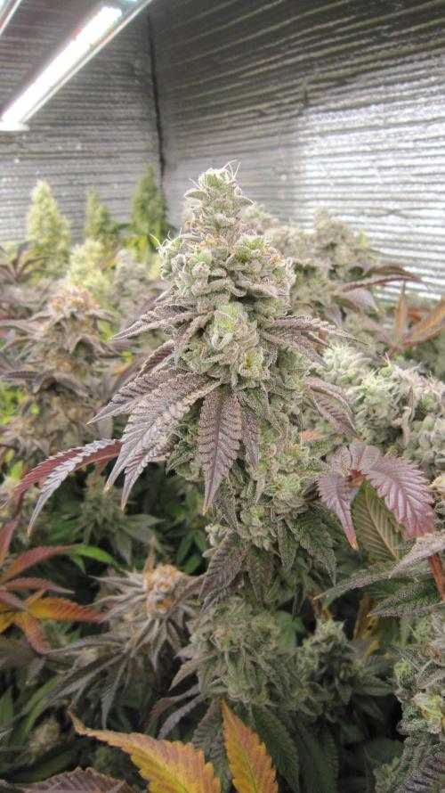 Best Clones... Showing off my.... Week 13 - Dos Si Dos 33