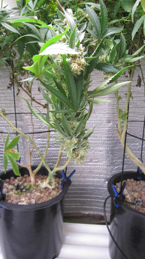 Best Clones... Showing off my.... Week 13 - Critical OG - Getting too heavy and hanging down