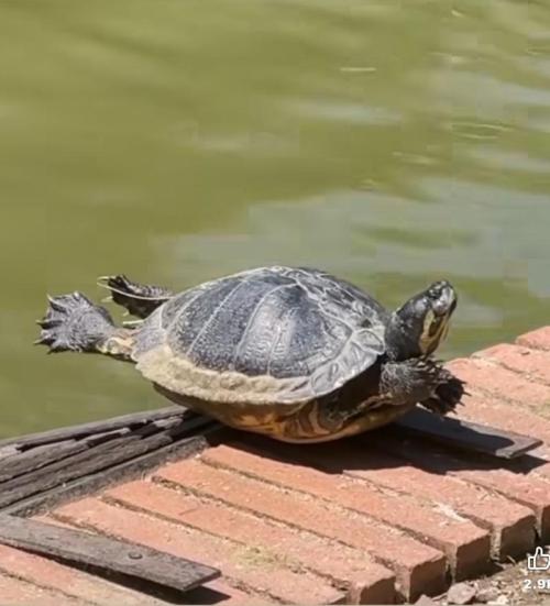 Best Clones... Showing off my.... Week 13 - High Centered.