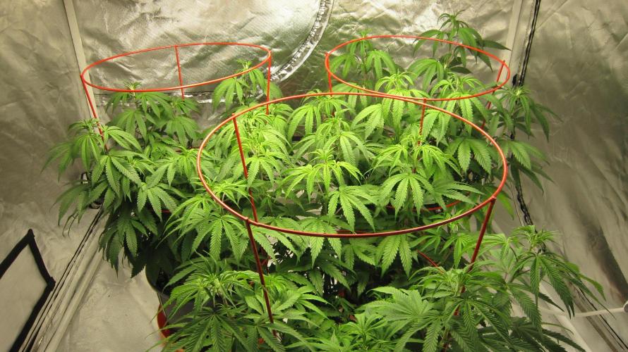 Gelatdos Jabb... My crossing.. Week 12 - Group shot.