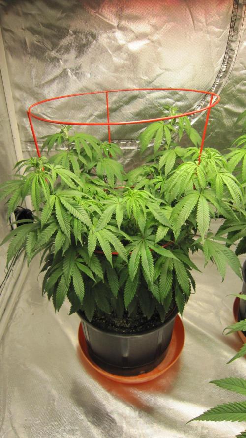 Gelatdos Jabb... My crossing.. Week 12 - Plant #1