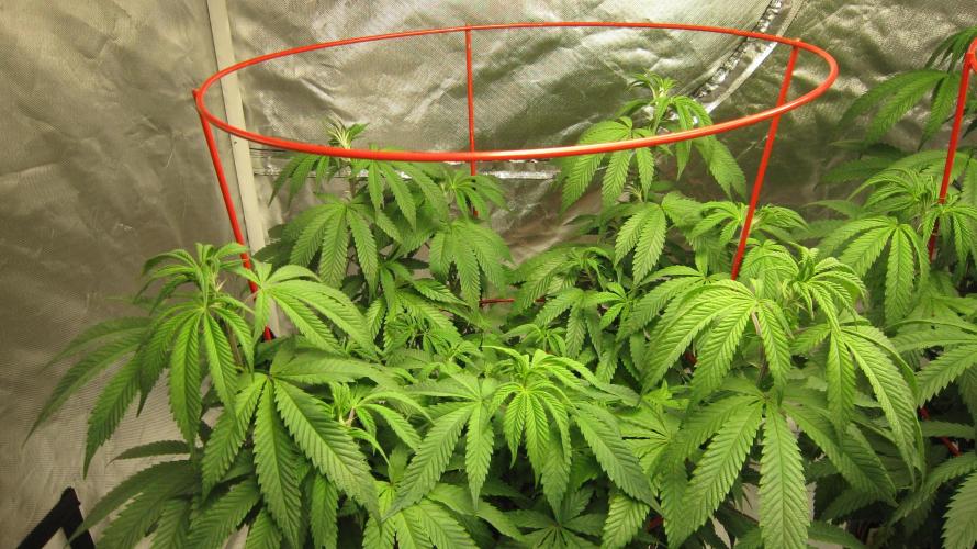 Gelatdos Jabb... My crossing.. Week 12 - Plant #1