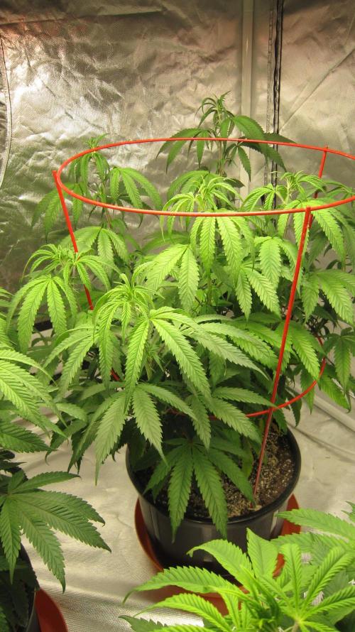 Gelatdos Jabb... My crossing.. Week 12 - Plant #2