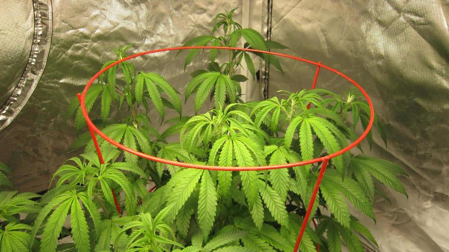 Gelatdos Jabb... My crossing.. Week 12 - Plant #2