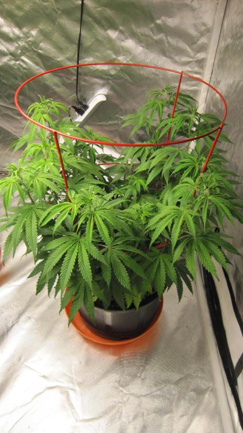 Gelatdos Jabb... My crossing.. Week 12 - Plant #3