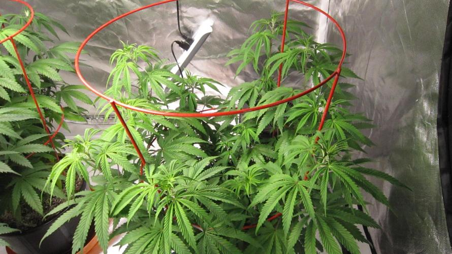 Gelatdos Jabb... My crossing.. Week 12 - Plant #3