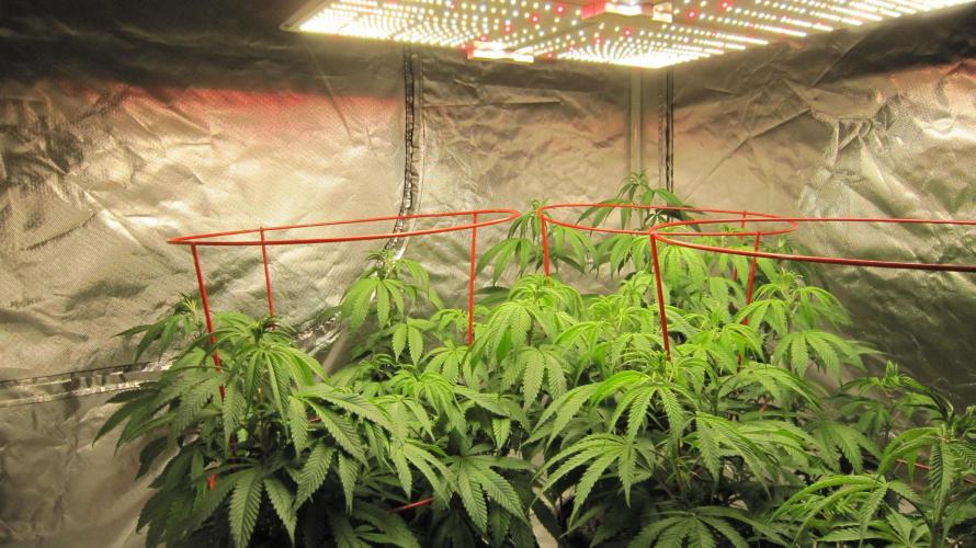 Gelatdos Jabb... My crossing.. Week 12 - Spider Farmer Light SF-4000