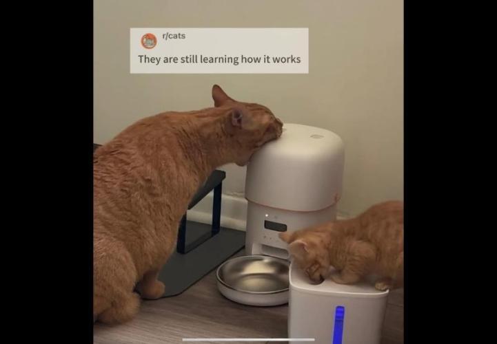 Gelatdos Jabb... My crossing.. Week 12 - When is it going to give me more. I'm starving.