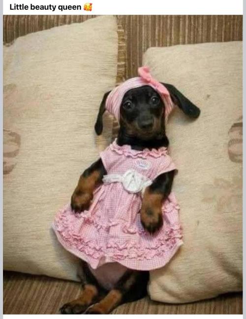 Gelatdos Jabb... My crossing.. Week 12 - Little Princess.