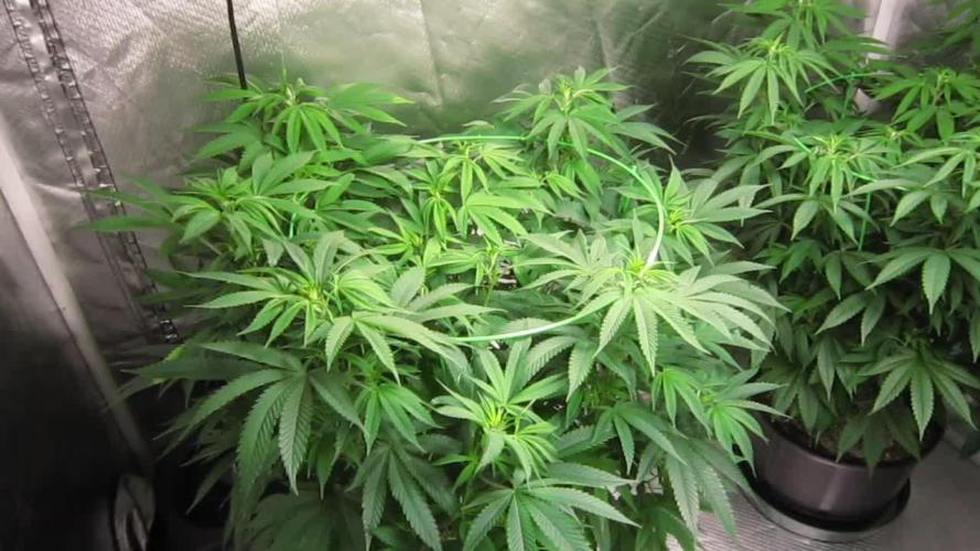 🍋 Lemon 🍊 Mandarin 😎 🤗 🤩