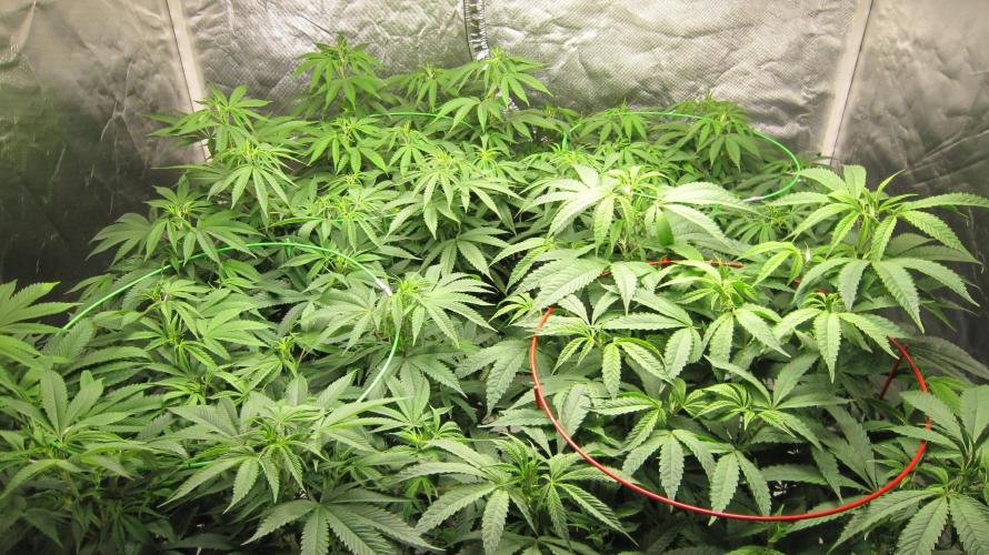 🍋 Lemon 🍊 Mandarin 😎 🤗 🤩. Week 13 - Group Shot.