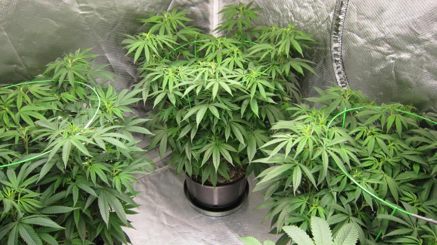 🍋 Lemon 🍊 Mandarin 😎 🤗 🤩. Week 13 - There they are.