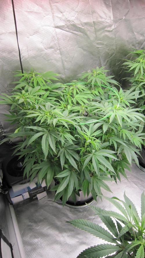 🍋 Lemon 🍊 Mandarin 😎 🤗 🤩. Week 13 - Plant #1