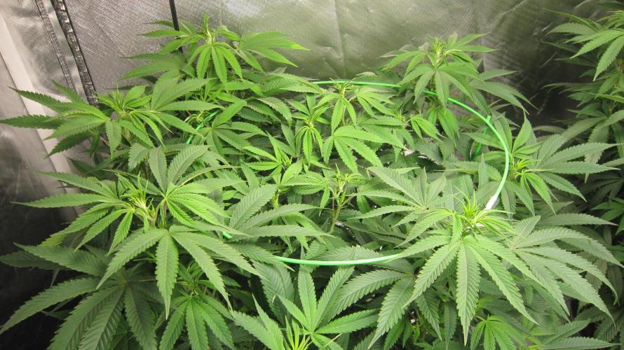 🍋 Lemon 🍊 Mandarin 😎 🤗 🤩. Week 13 - Plant #1