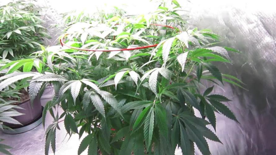 💪🔥⚡ Hulk OG - by IZI