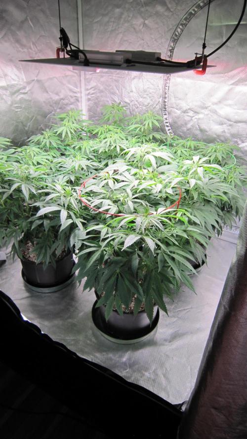 💪🔥⚡ Hulk OG - by IZI. Week 13 - In front... Hulk OG Genetics by IZI.