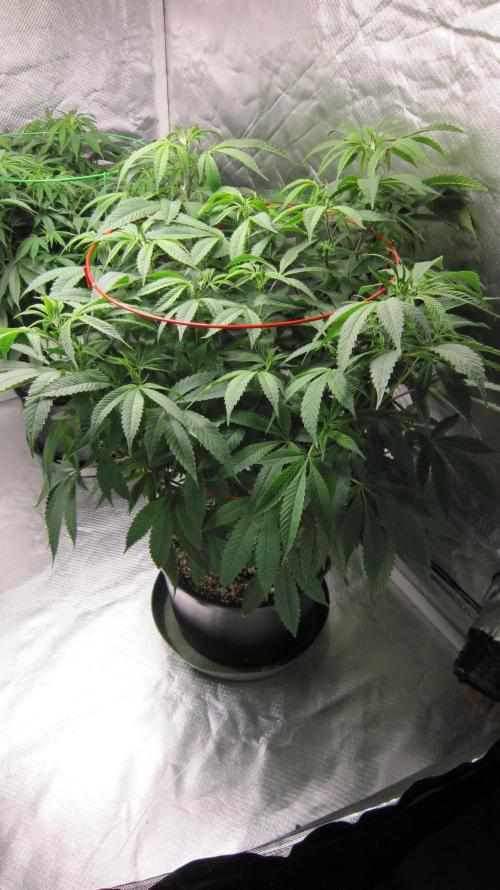 💪🔥⚡ Hulk OG - by IZI. Week 13 - Hulk OG