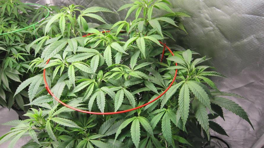 💪🔥⚡ Hulk OG - by IZI. Week 13 - Hulk OG