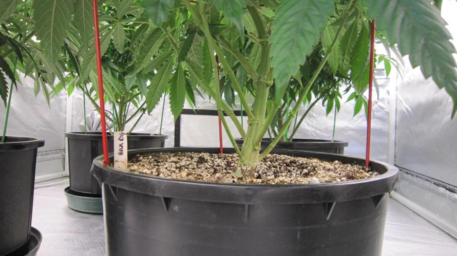 💪🔥⚡ Hulk OG - by IZI. Week 13 - Hulk OG