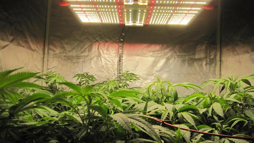 💪🔥⚡ Hulk OG - by IZI. Week 13 - Spider Farmer Light - SF-4000