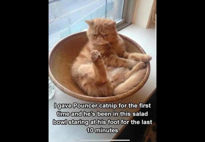 💪🔥⚡ Hulk OG - by IZI. Week 13 - OH Wow...Man... I got toes.... Man