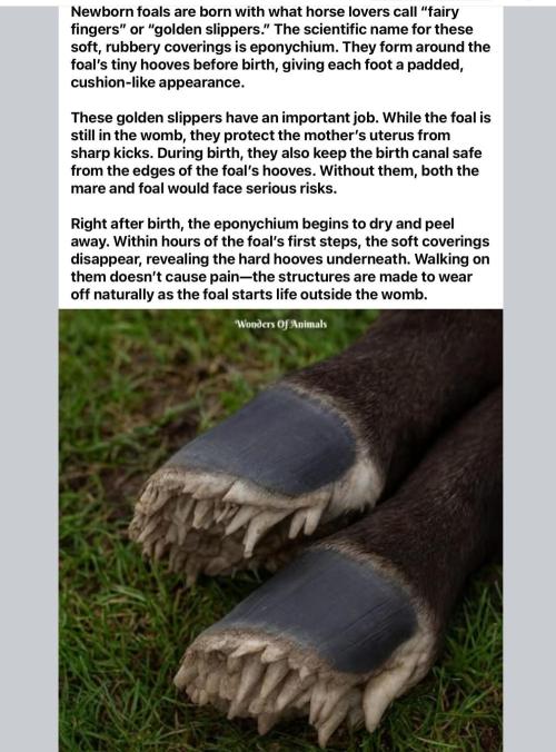 💪🔥⚡ Hulk OG - by IZI. Week 13 - It's real... Had to search to find out after my wife sent me the pic and asked?