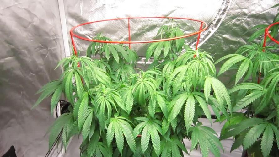 Gelatdos Jabb... My crossing.