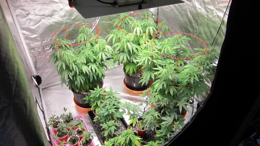 Gelatdos Jabb... My crossing.. Week 13 - Gelatdos Jabb - 3 Female Plants from reg seeds