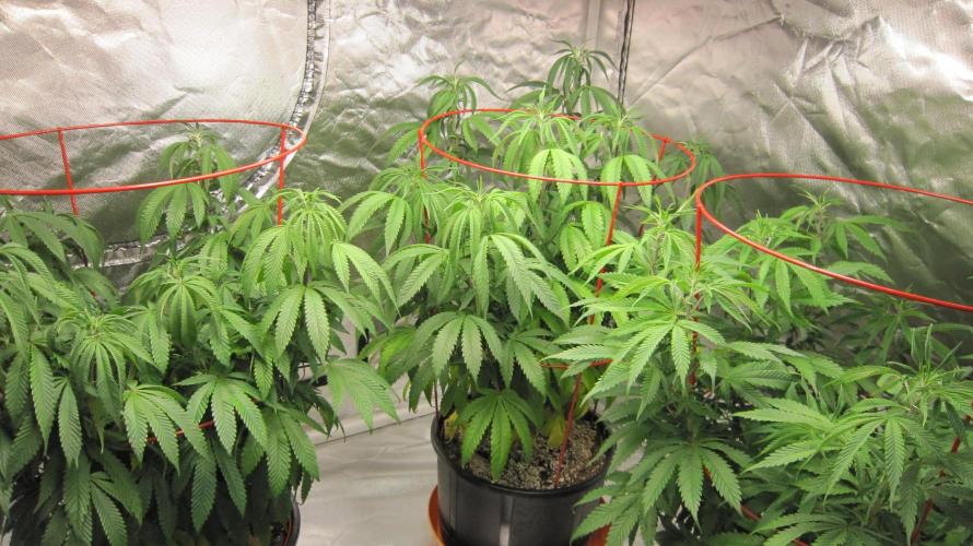 Gelatdos Jabb... My crossing.. Week 13 - Group Shot.