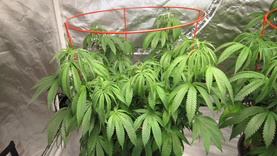 Gelatdos Jabb... My crossing.. Week 13 - Plant #1