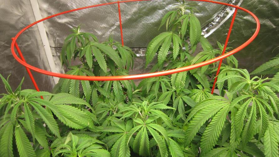 Gelatdos Jabb... My crossing.. Week 13 - Plant #1