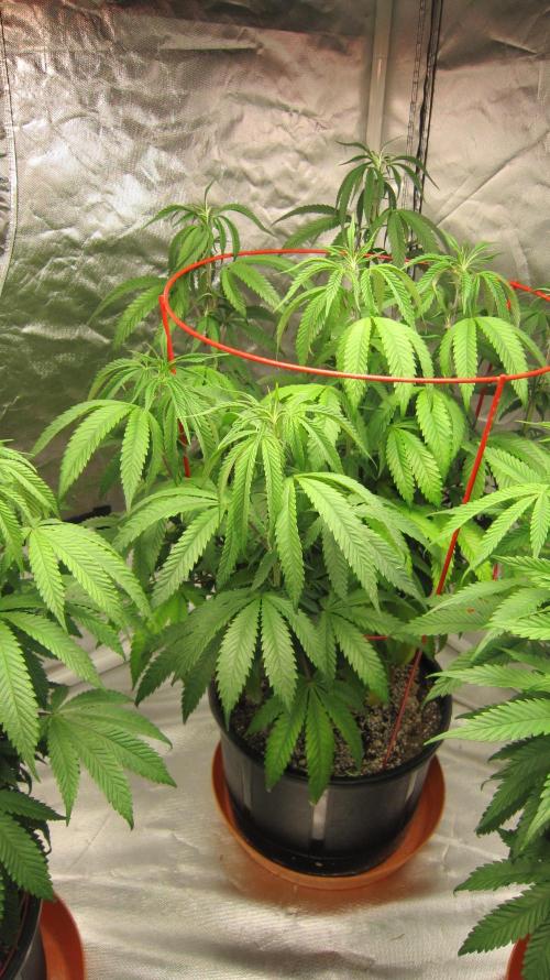 Gelatdos Jabb... My crossing.. Week 13 - Plant #2