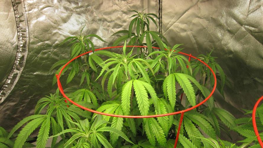 Gelatdos Jabb... My crossing.. Week 13 - Plant #2