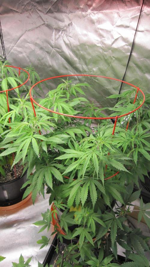 Gelatdos Jabb... My crossing.. Week 13 - Plant #3