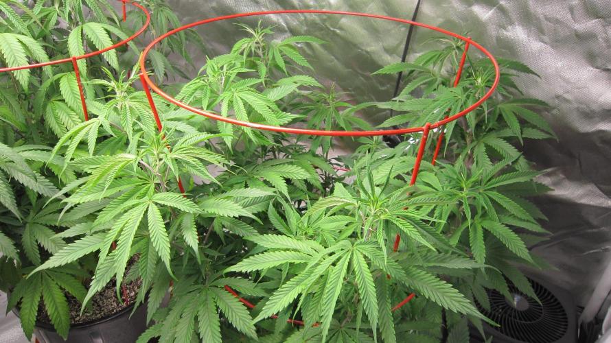 Gelatdos Jabb... My crossing.. Week 13 - Plant #3