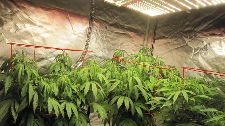 Gelatdos Jabb... My crossing.. Week 13