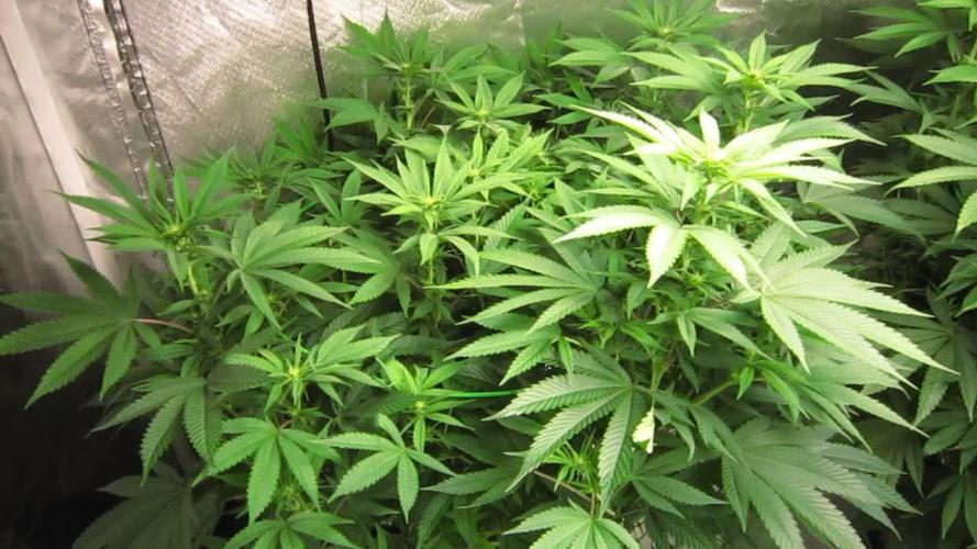 🍋 Lemon 🍊 Mandarin 😎 🤗 🤩