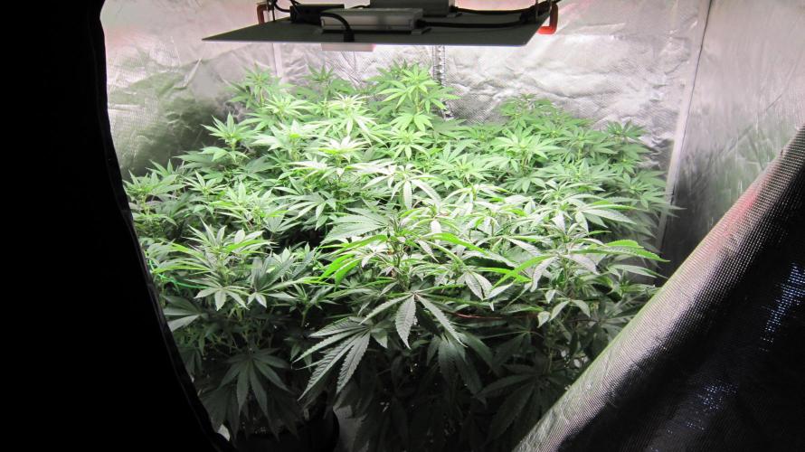 🍋 Lemon 🍊 Mandarin 😎 🤗 🤩. Week 14 - 3 Plants of Lemon Mandarin and 1 of Hulk Genetics.