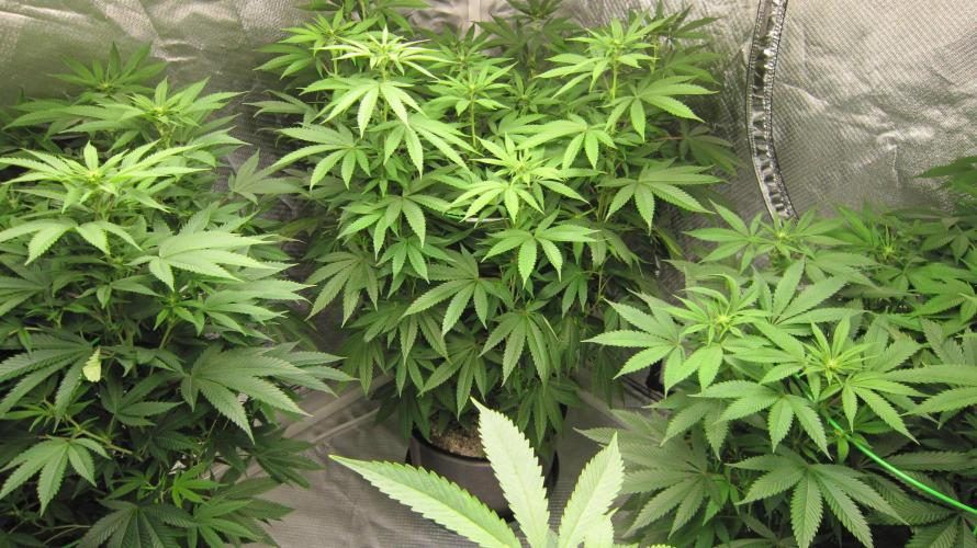 🍋 Lemon 🍊 Mandarin 😎 🤗 🤩. Week 14 - Lemon Mandarin 3 Plants By Fast Buds.